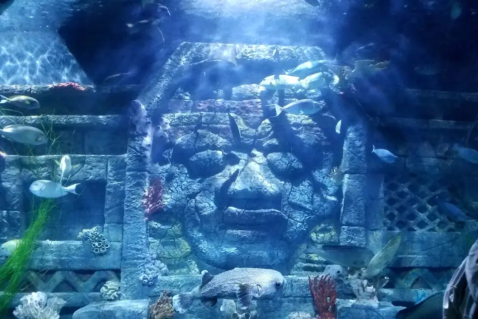 Downtown Aquarium